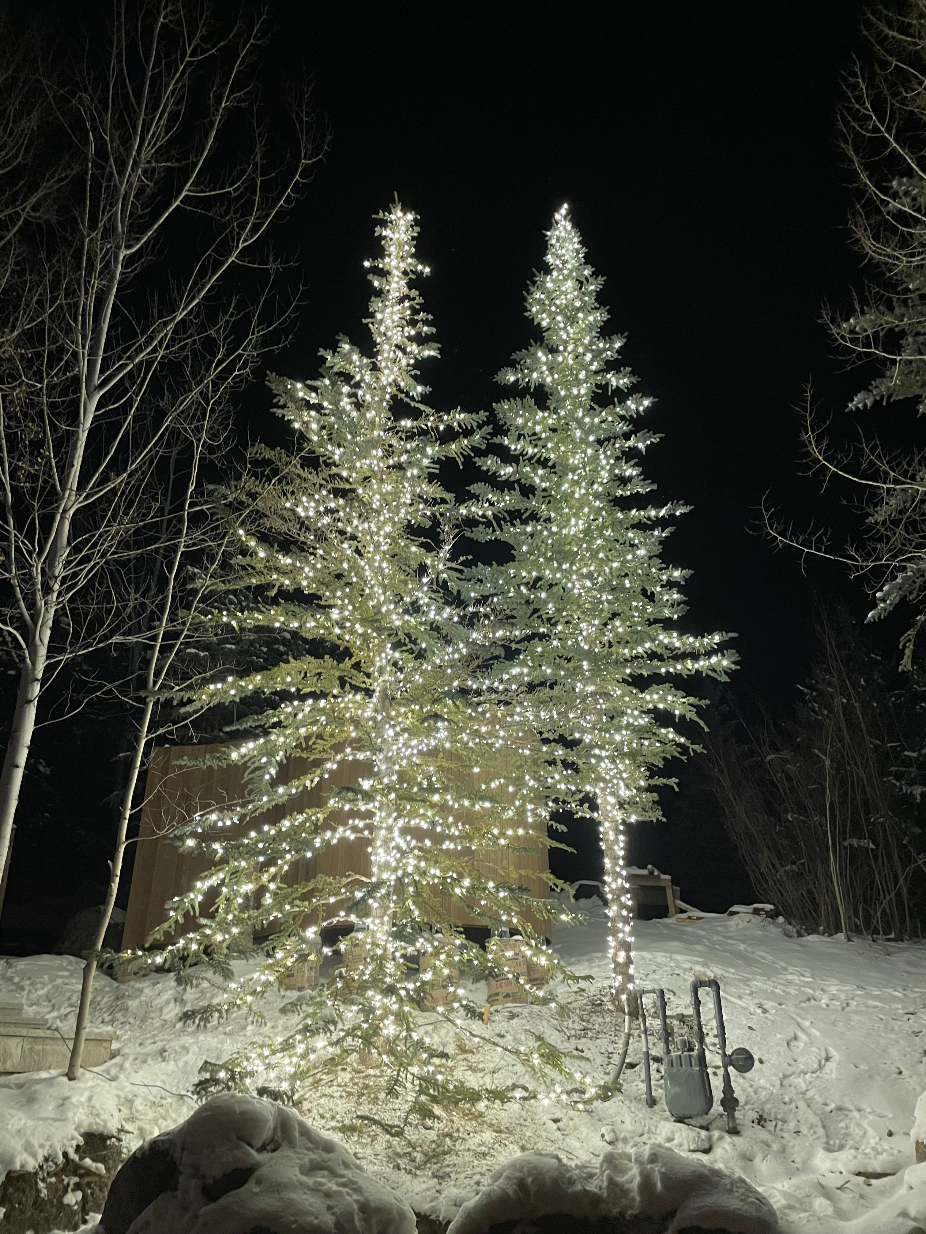 Tree Lighting 1