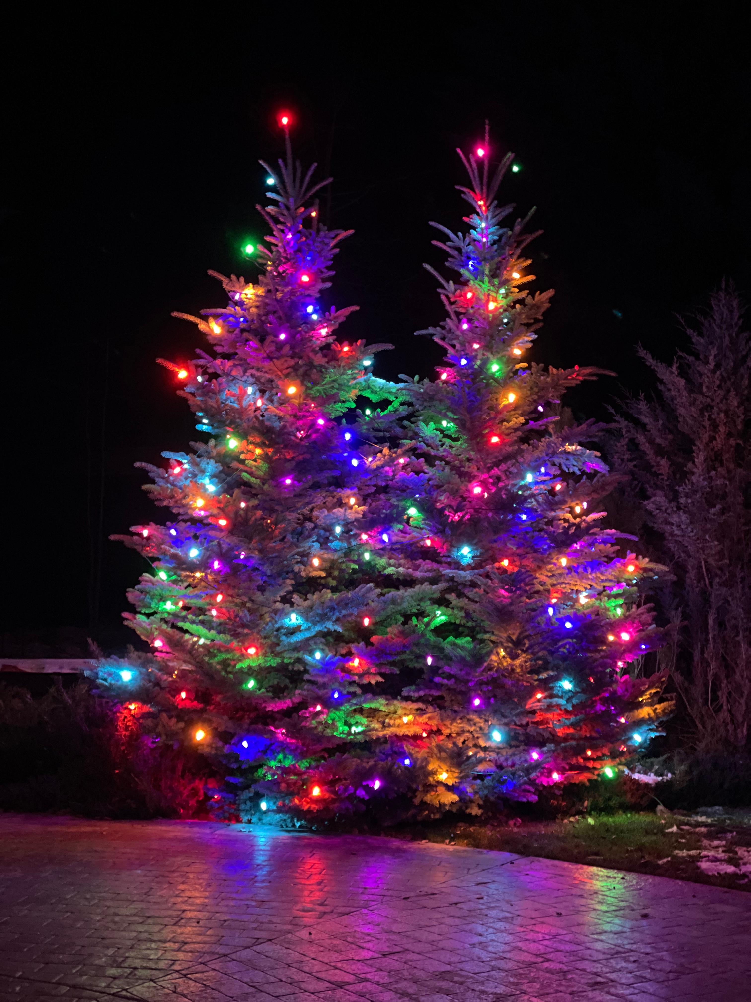 Tree Lighting 10