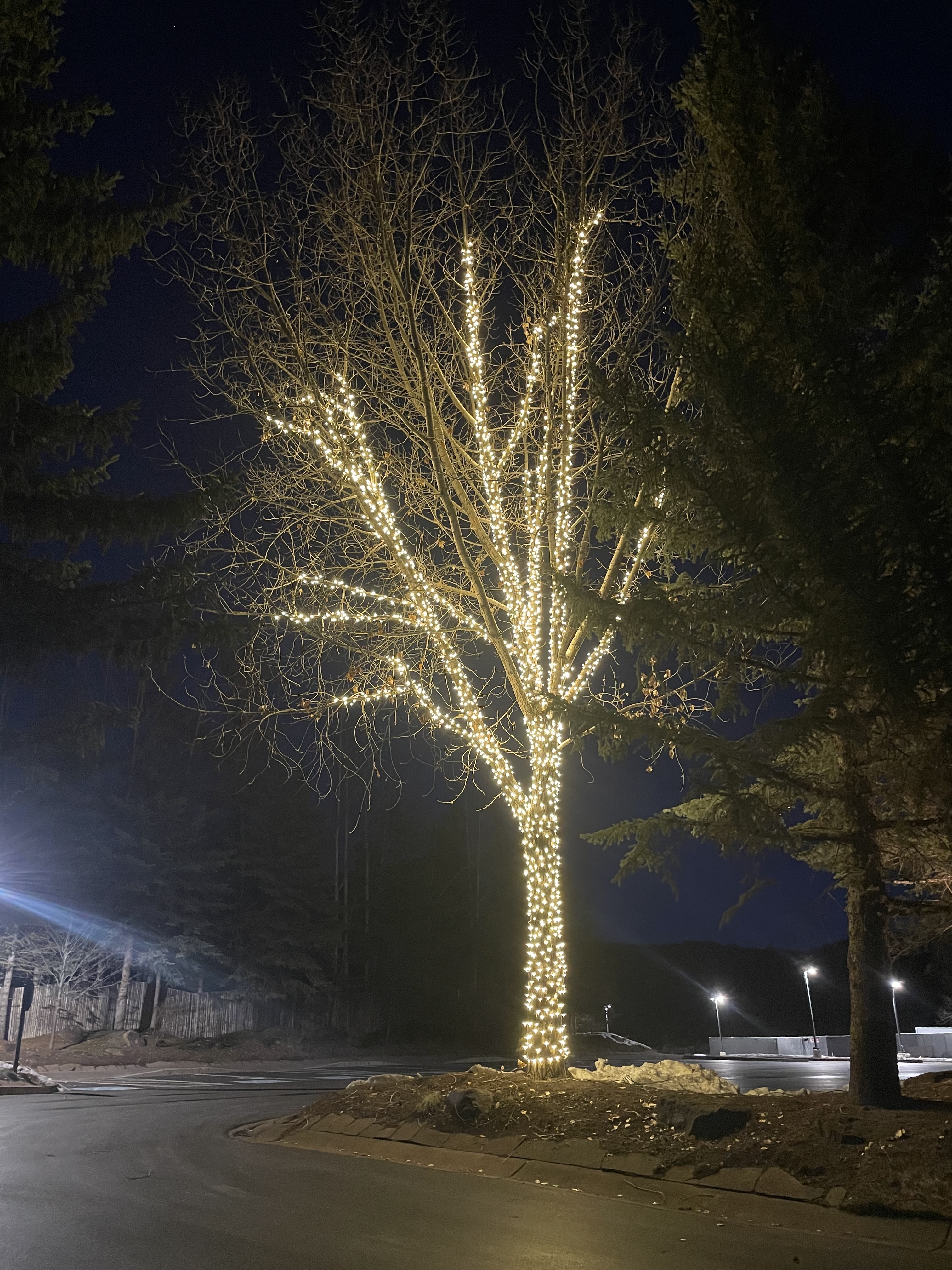 Tree Lighting 11