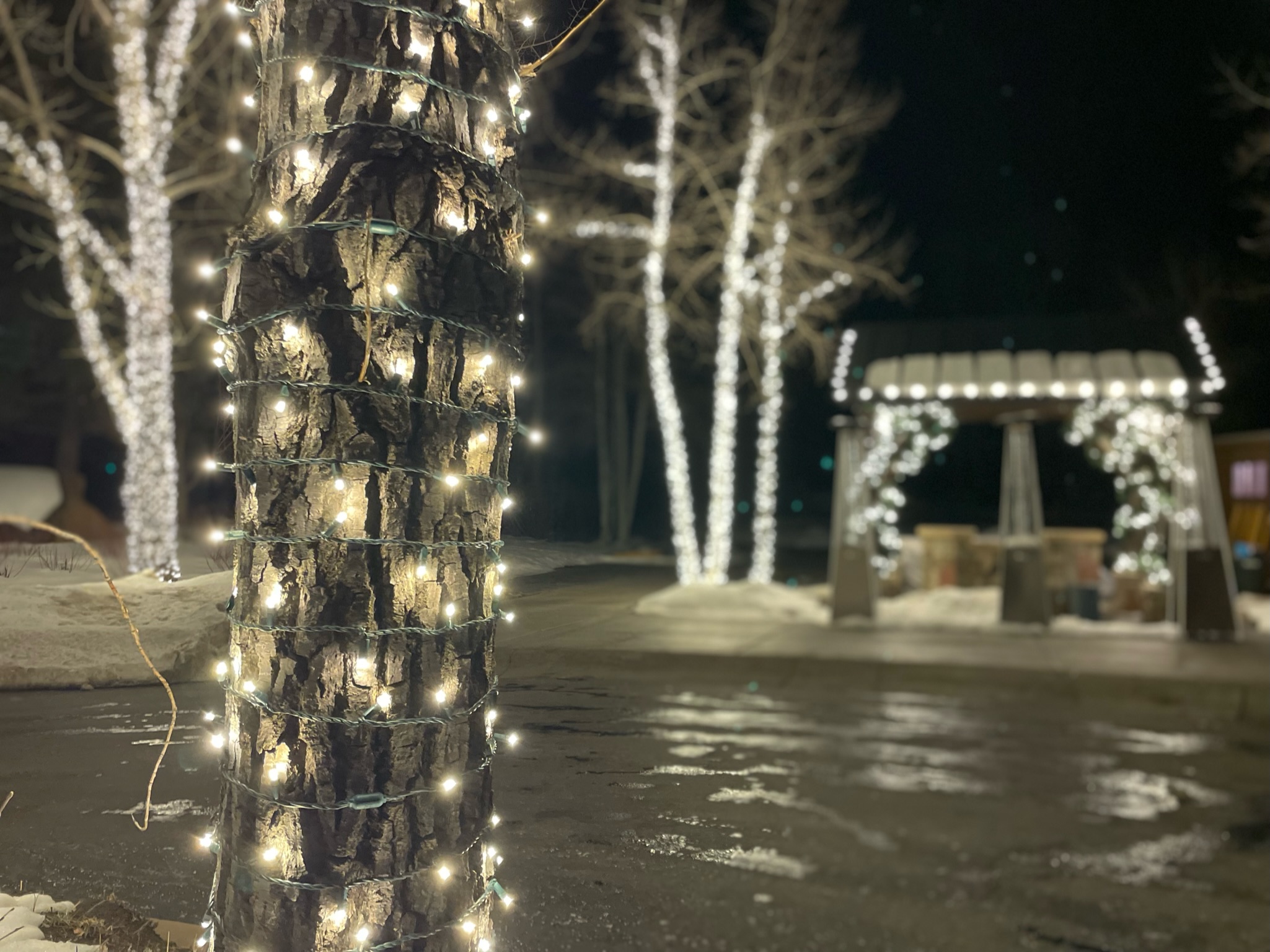 Tree Lighting 12