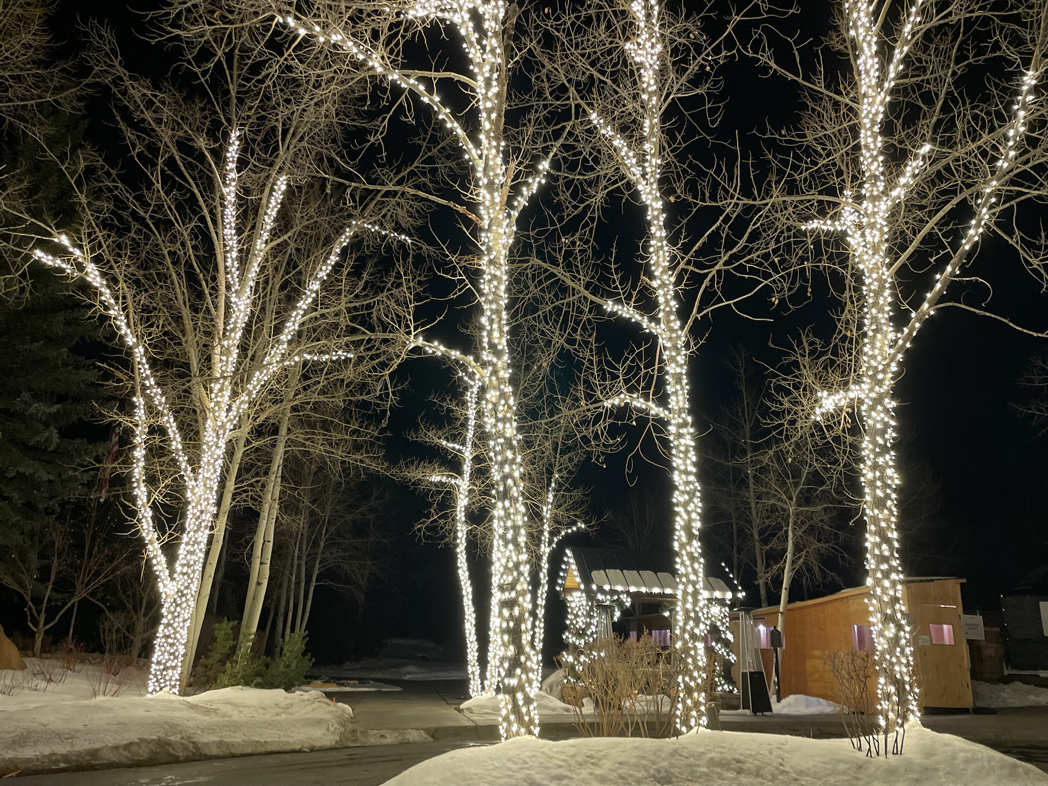 Tree Lighting 13