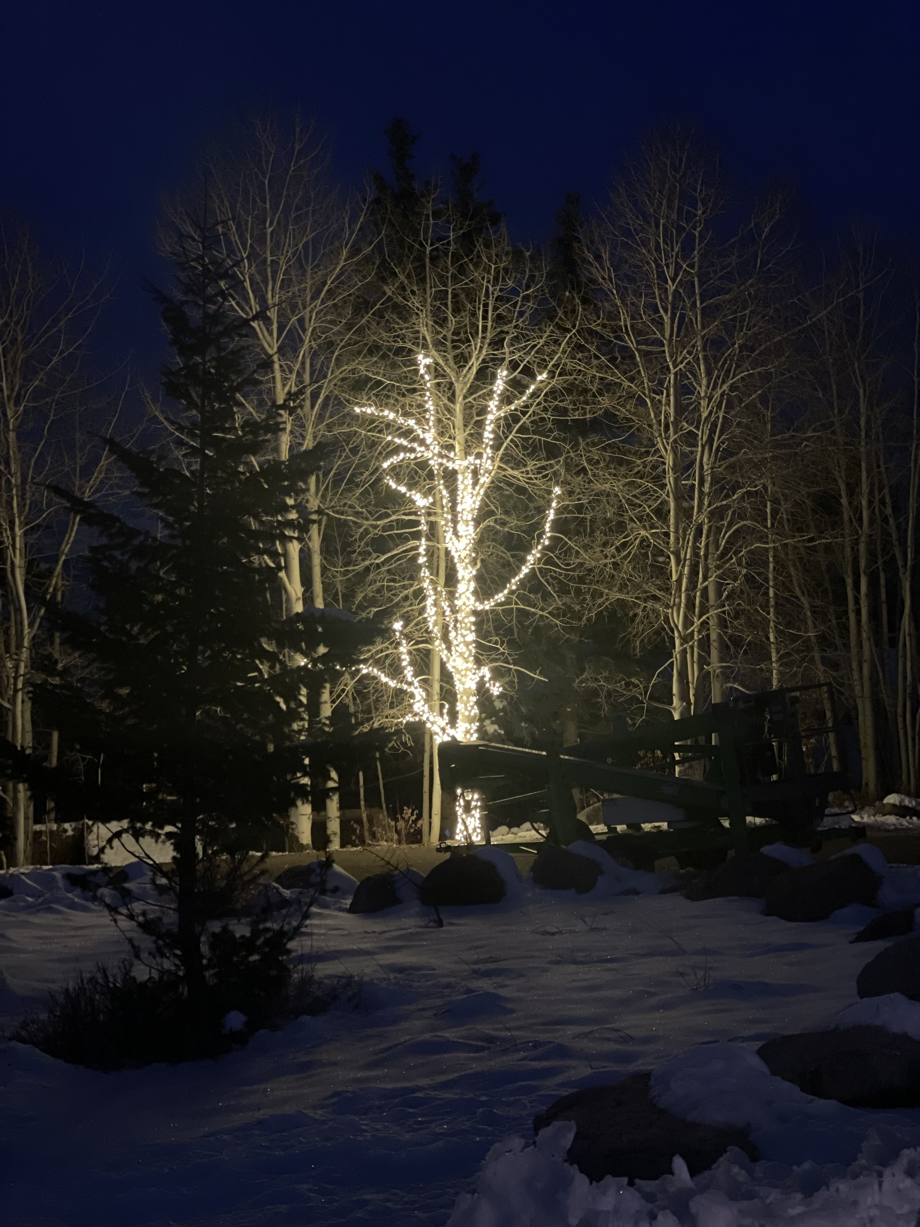 Tree Lighting 14