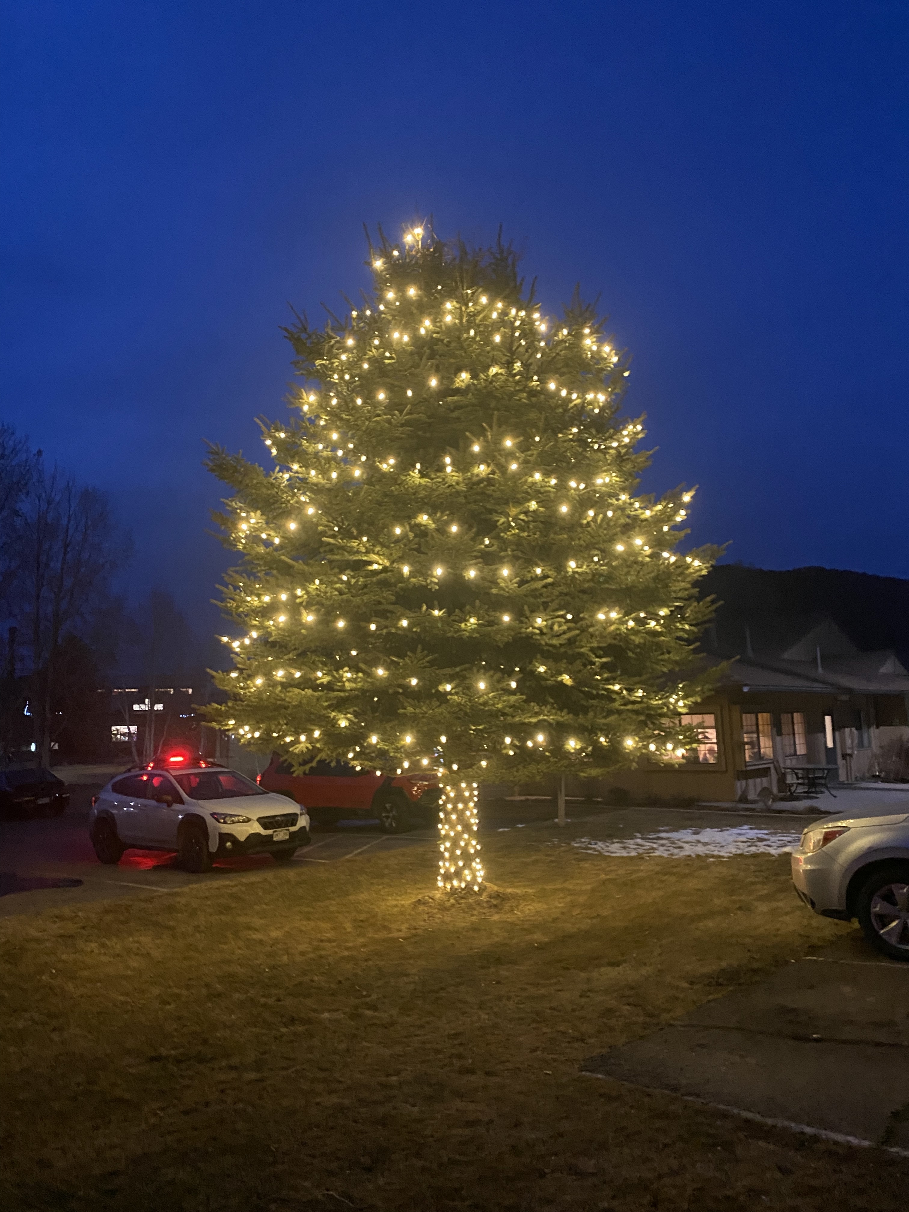 Tree Lighting 16