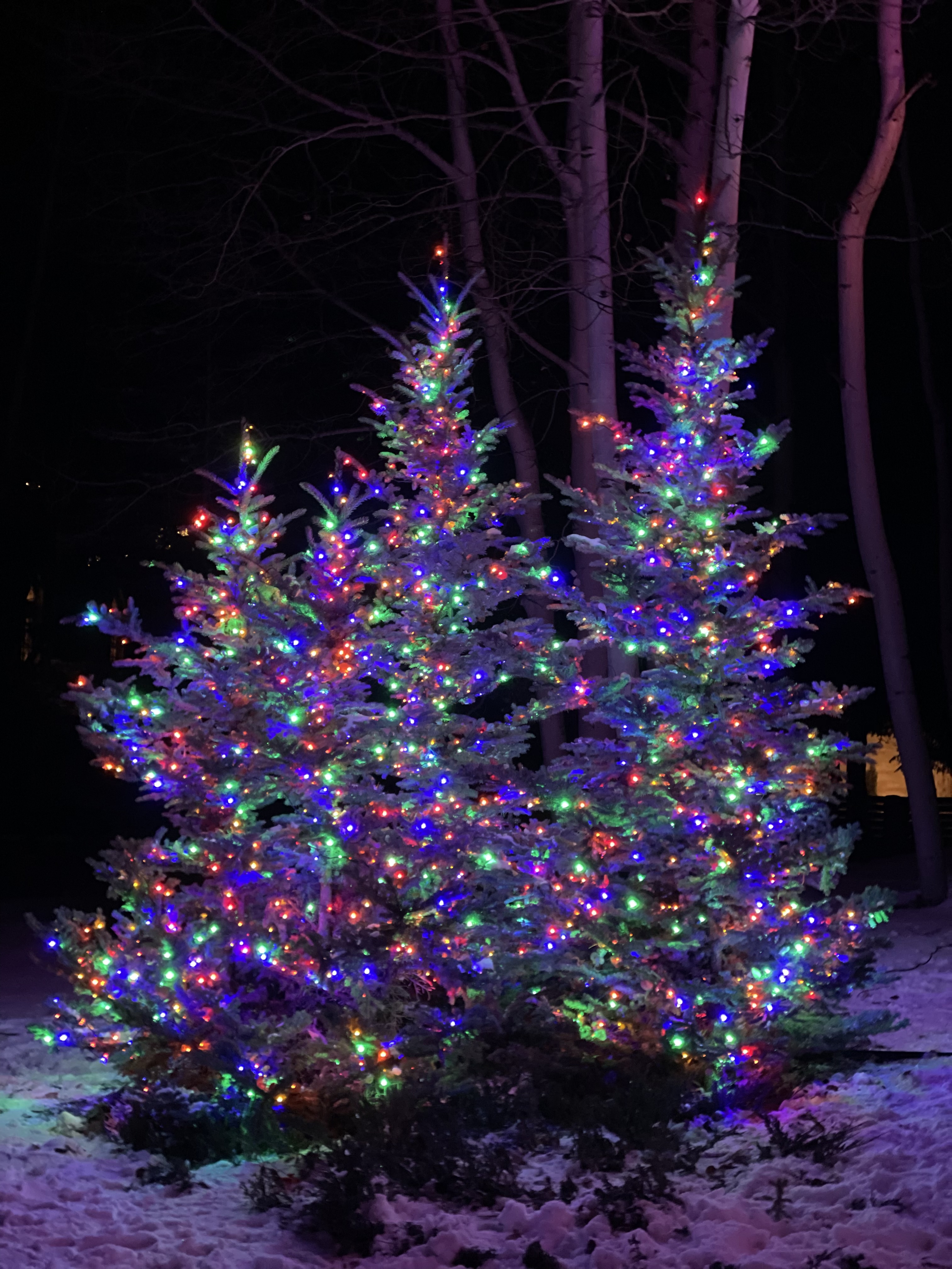 Tree Lighting 17