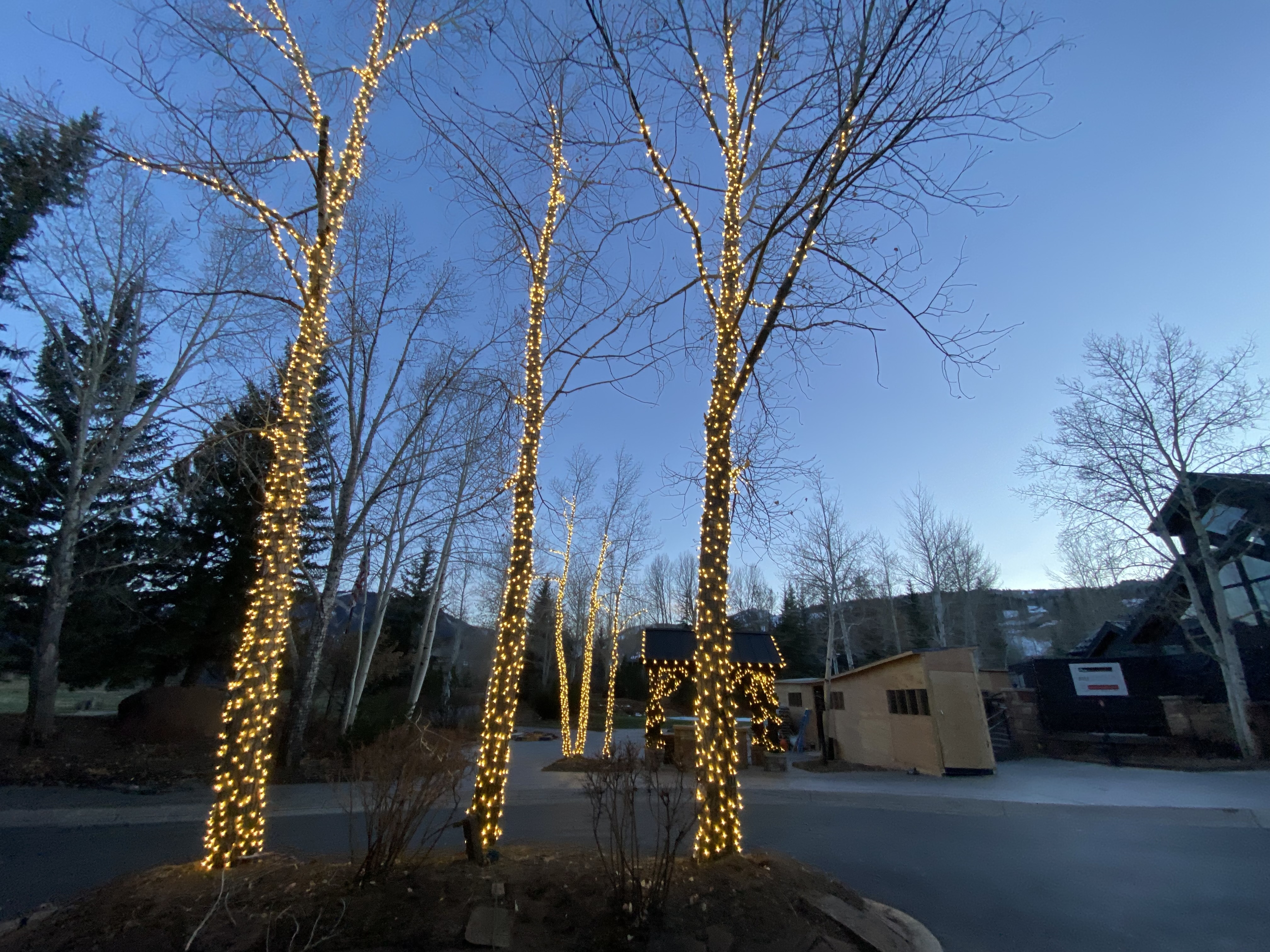 Tree Lighting 3